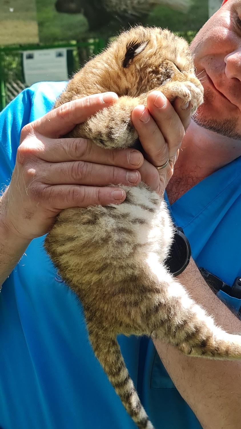 Un pui de ligru s-a născut la o grădină zoologică din Suceava. În lume sunt doar 20 de exemplare 977775