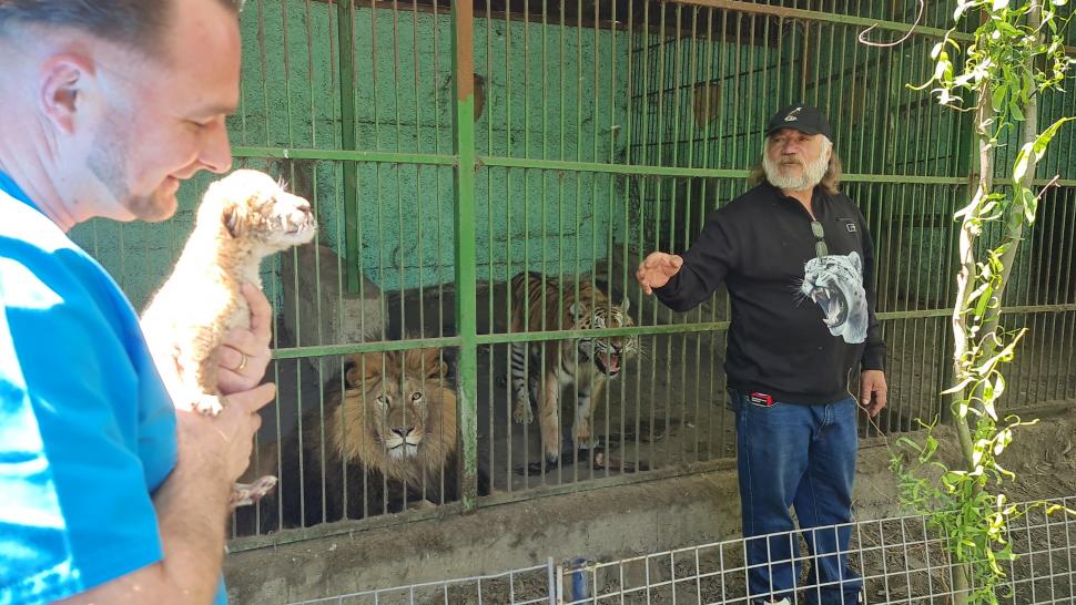 Un pui de ligru s-a născut la o grădină zoologică din Suceava. În lume sunt doar 20 de exemplare 977776