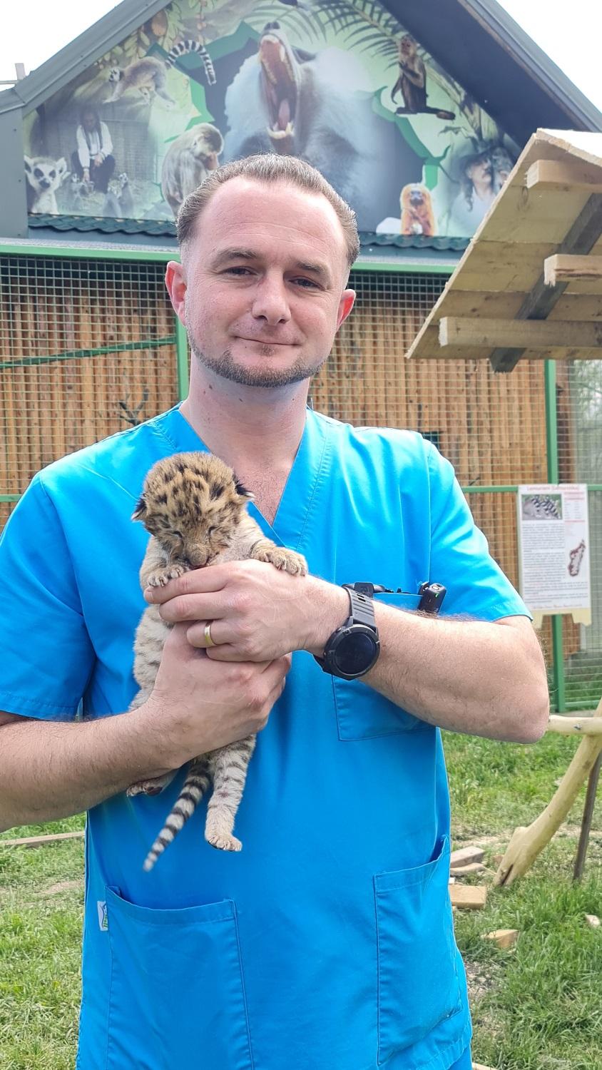 Un pui de ligru s-a născut la o grădină zoologică din Suceava. În lume sunt doar 20 de exemplare 977777