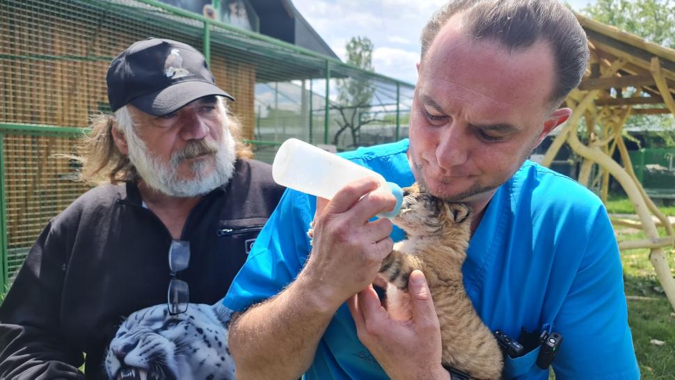Un pui de ligru s-a născut la o grădină zoologică din Suceava. În lume sunt doar 20 de exemplare 977779