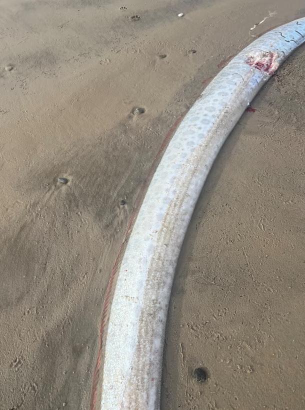 „Peștele apocalipsei” a ieșit din nou la suprafață și a provocat panică. De ce are această creatură un renume atât de terifiant 978156