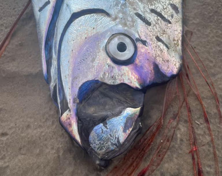 „Peștele apocalipsei” a ieșit din nou la suprafață și a provocat panică. De ce are această creatură un renume atât de terifiant 978157