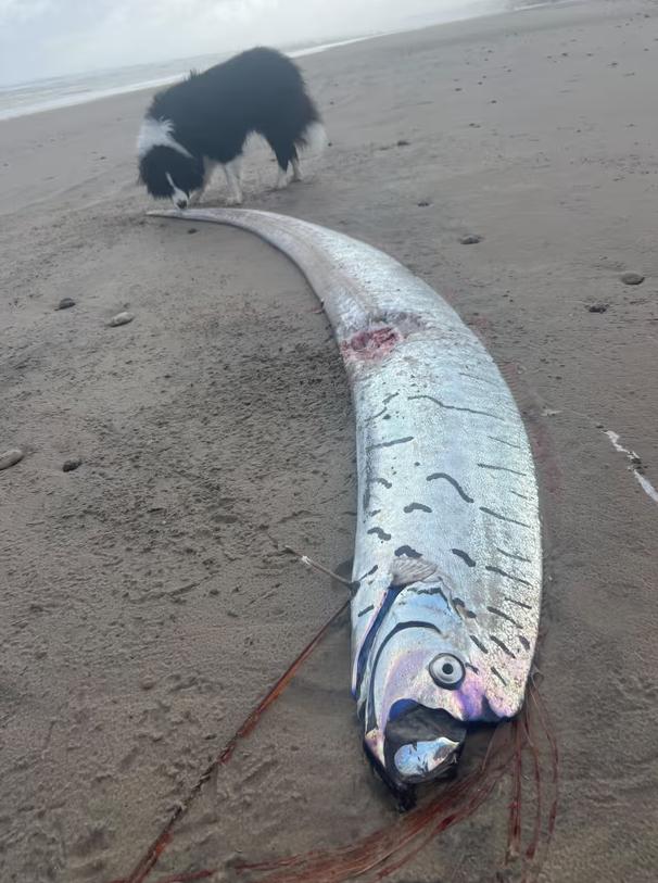 „Peștele apocalipsei” a ieșit din nou la suprafață și a provocat panică. De ce are această creatură un renume atât de terifiant 978158