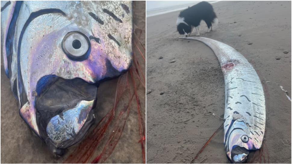 „Peștele apocalipsei” a ieșit din nou la suprafață și a provocat panică. De ce are această creatură un renume atât de terifiant 978160