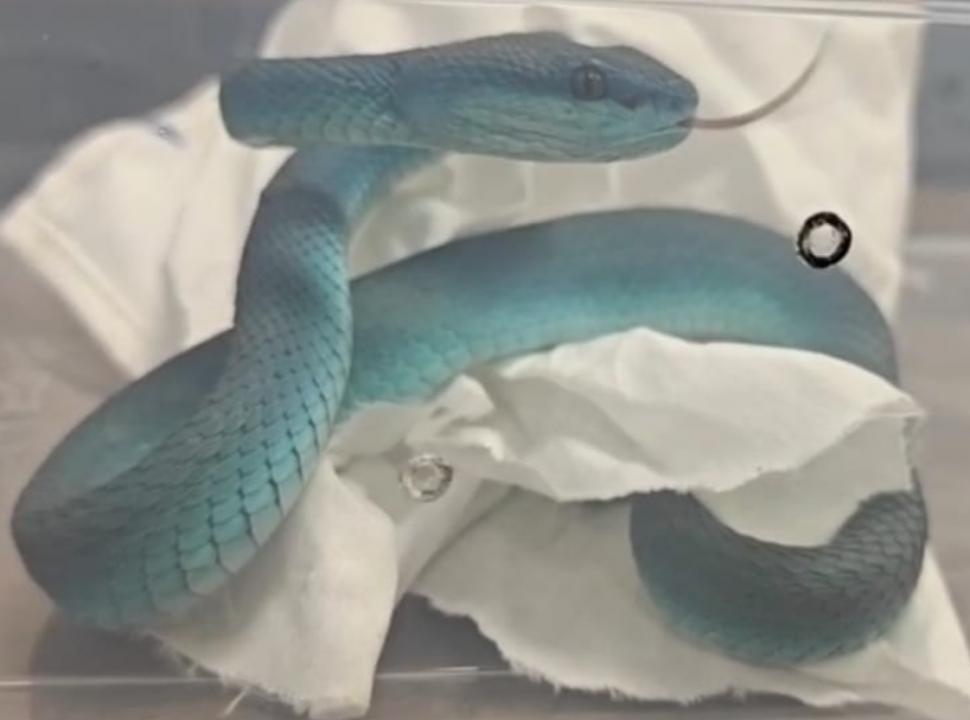 VIDEO Un indian a fost prins pe aeroportul din Mumbai în timp ce transporta zeci de şerpi veninoşi în bagaje 978239