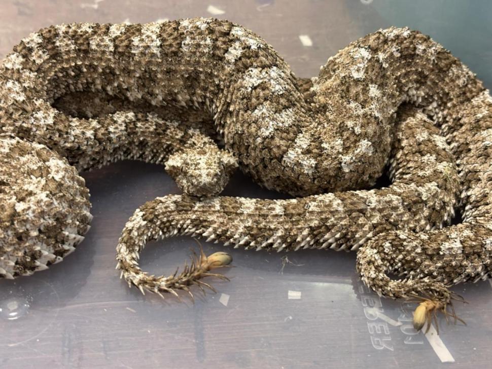 VIDEO Un indian a fost prins pe aeroportul din Mumbai în timp ce transporta zeci de şerpi veninoşi în bagaje 978241