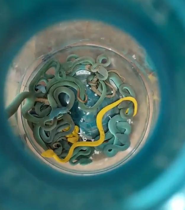 VIDEO Un indian a fost prins pe aeroportul din Mumbai în timp ce transporta zeci de şerpi veninoşi în bagaje 978242