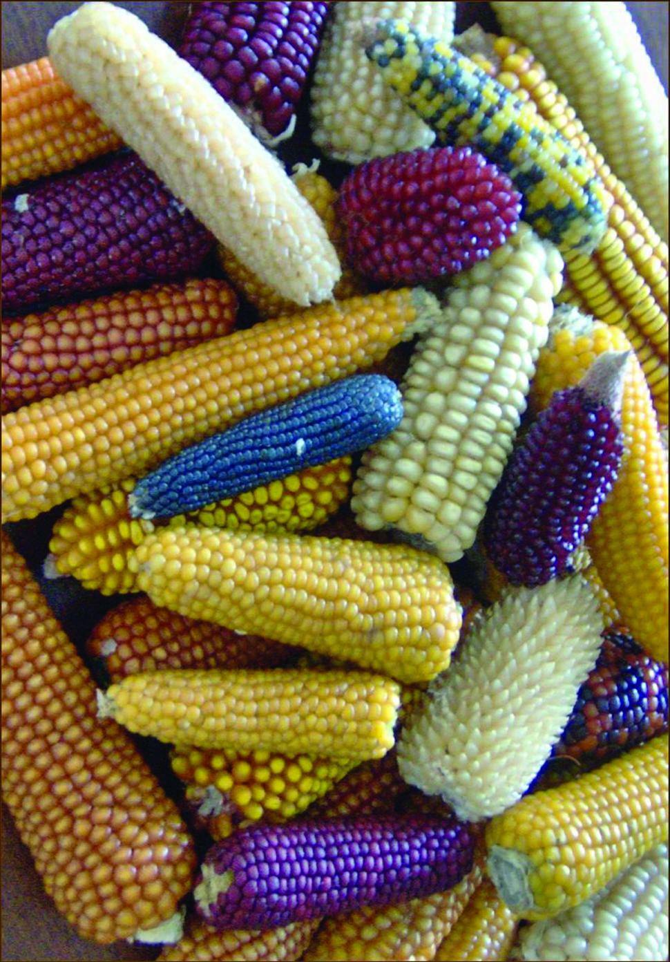 Cum și-a trimis România semințele în seiful Apocalipsei: "În caz de un cataclism, în caz că se întâmplă ceva" 978278