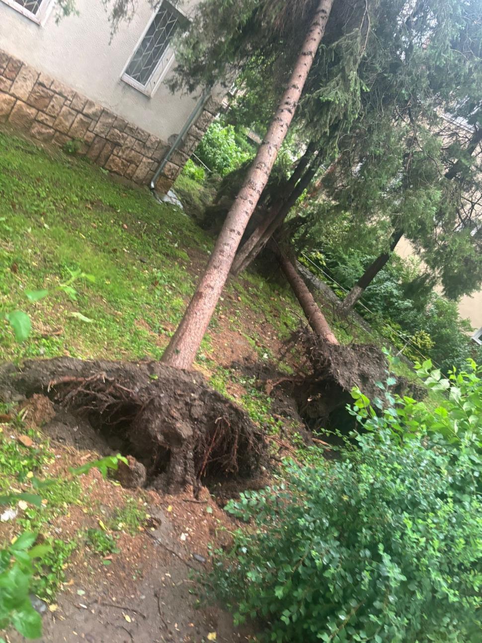 Furtună violentă în Mureș: o persoană lovită de fulger, copaci căzuți pe șosea și mașini avariate 979203