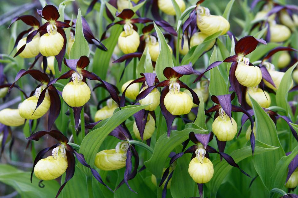 O specie rară de orhidee ar putea fi salvată. "Papucul Doamnei" a început să dea roade după un secol de dispariţie 979003