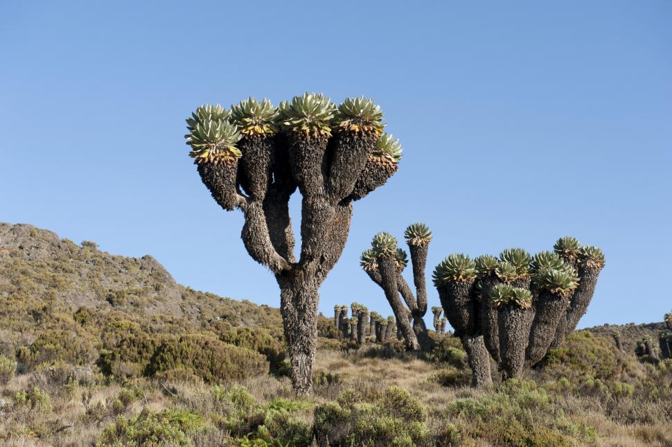 Planta uriașă care, de 1 milion de ani, crește într-un singur loc de pe glob. Dendrosenecio kilimanjari are solzi care emană „antigel” 979259