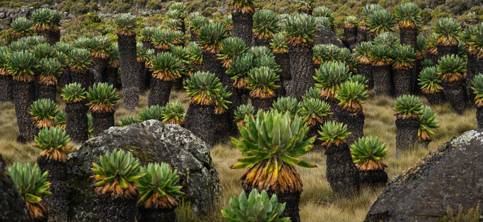 Planta uriașă care, de 1 milion de ani, crește într-un singur loc de pe glob. Dendrosenecio kilimanjari are solzi care emană „antigel” 979261
