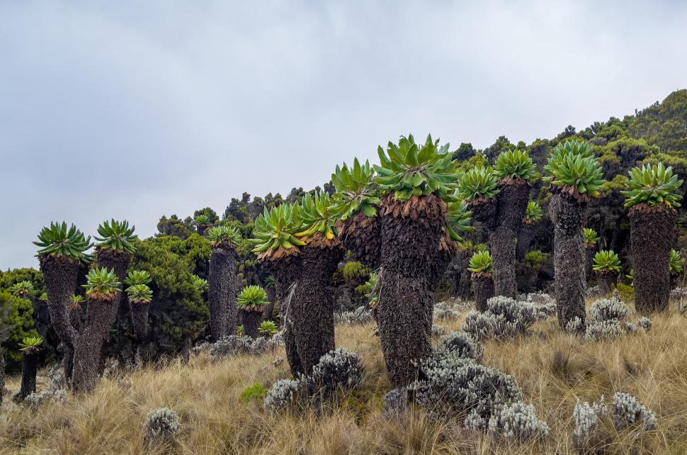 Planta uriașă care, de 1 milion de ani, crește într-un singur loc de pe glob. Dendrosenecio kilimanjari are solzi care emană „antigel” 979264