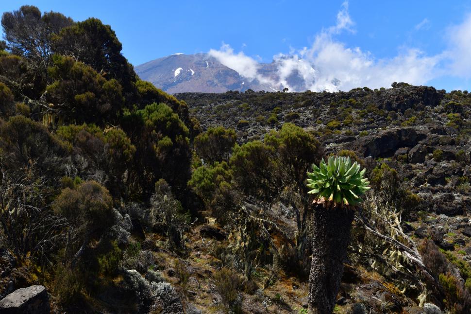 Planta uriașă care, de 1 milion de ani, crește într-un singur loc de pe glob. Dendrosenecio kilimanjari are solzi care emană „antigel” 979266