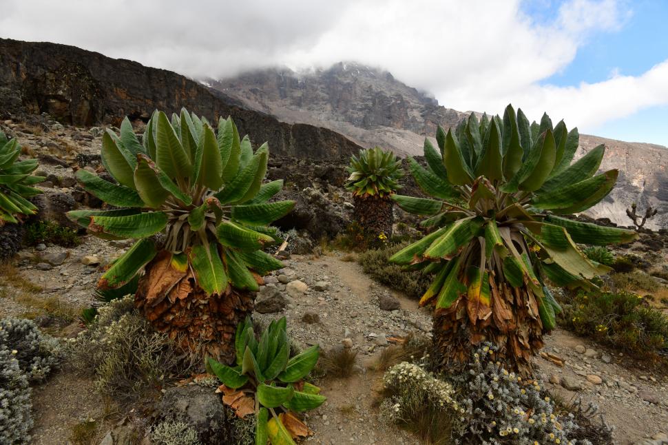 Planta uriașă care, de 1 milion de ani, crește într-un singur loc de pe glob. Dendrosenecio kilimanjari are solzi care emană „antigel” 979268