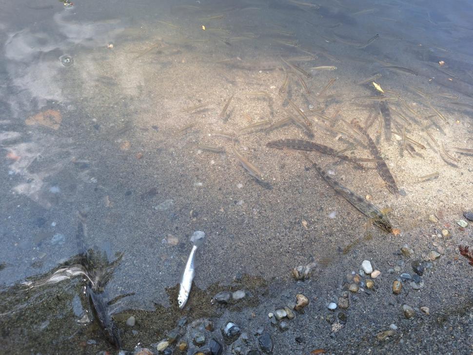 Dezastru ecologic la Târnava Mică. Mircea Fechet: Mor deja peștii. Vom notifica partea ungară 980328