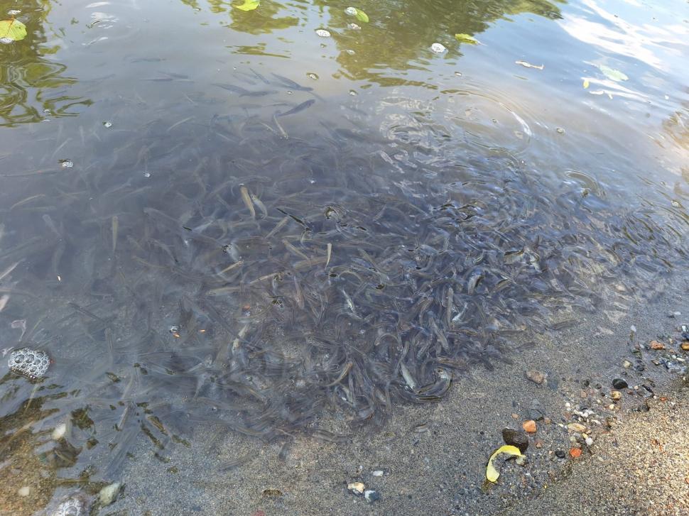 Dezastru ecologic la Târnava Mică. Mircea Fechet: Mor deja peștii. Vom notifica partea ungară 980330