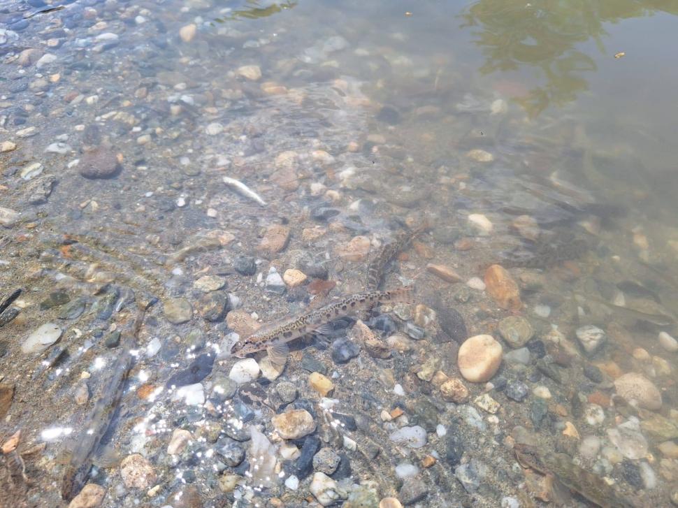 Dezastru ecologic la Târnava Mică. Mircea Fechet: Mor deja peștii. Vom notifica partea ungară 980331