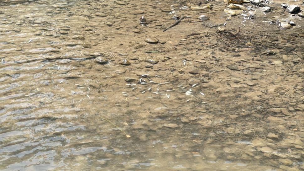 Dezastru ecologic la Târnava Mică. Mircea Fechet: Mor deja peștii. Vom notifica partea ungară 980333