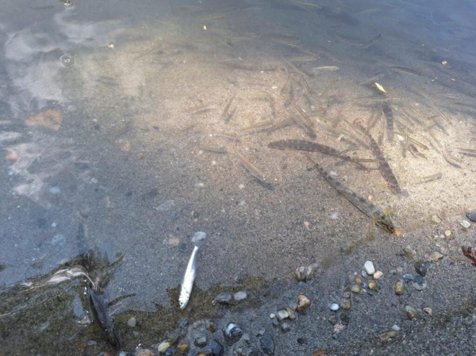 Dezastru ecologic la Târnava Mică. Mircea Fechet: Mor deja peștii. Vom notifica partea ungară 980334