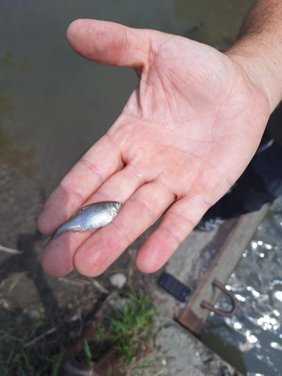 Prefectul de Mureş acuză că nu a fost anunţat de Prefectura Harghita şi Salrom despre valul de salinitate de pe Târnava Mică 980692