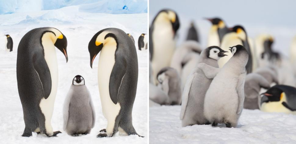 Pinguinii imperiali sunt în pericol de extincție. Populaţiile scad "mai repede decât se preconiza", arată un nou studiu 980507
