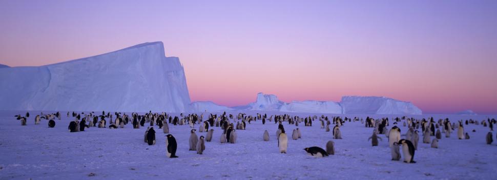 Pinguinii imperiali sunt în pericol de extincție. Populaţiile scad "mai repede decât se preconiza", arată un nou studiu 980513