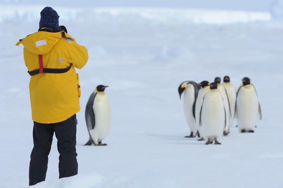 Pinguinii imperiali sunt în pericol de extincție. Populaţiile scad "mai repede decât se preconiza", arată un nou studiu 980514
