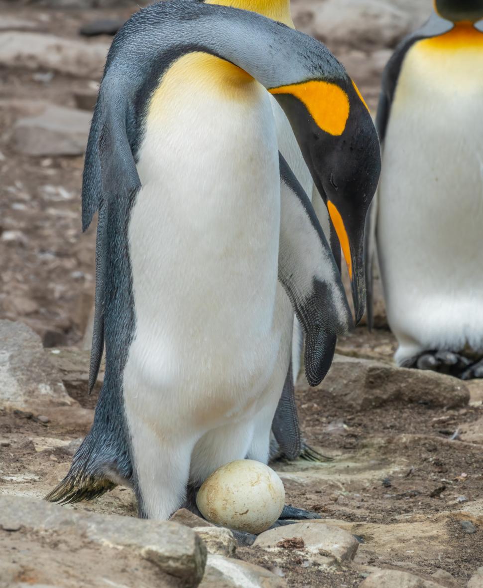 Pinguinii imperiali sunt în pericol de extincție. Populaţiile scad "mai repede decât se preconiza", arată un nou studiu 980516