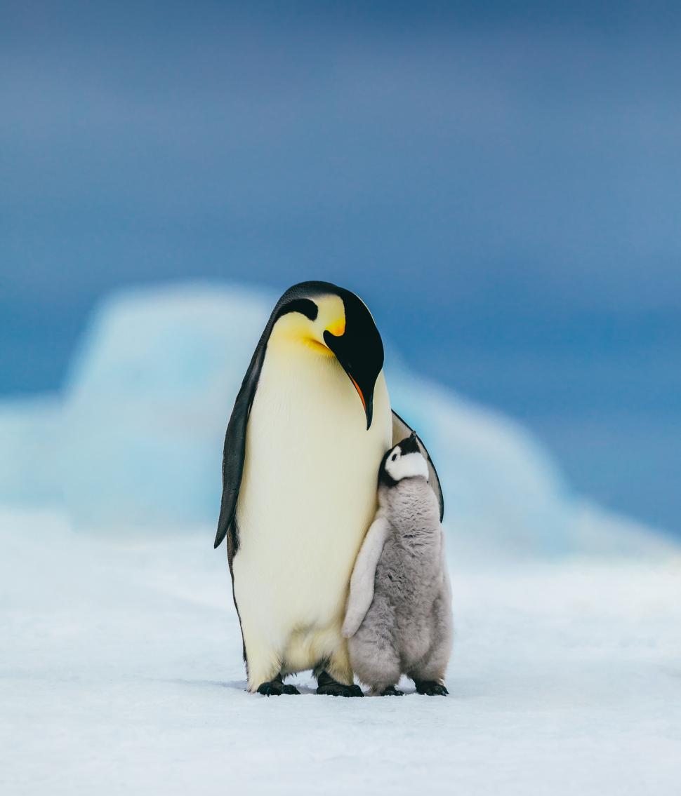 Pinguinii imperiali sunt în pericol de extincție. Populaţiile scad "mai repede decât se preconiza", arată un nou studiu 980520