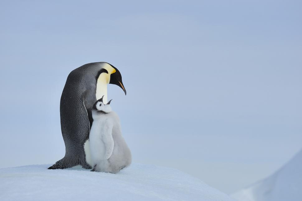 Pinguinii imperiali sunt în pericol de extincție. Populaţiile scad "mai repede decât se preconiza", arată un nou studiu 980525