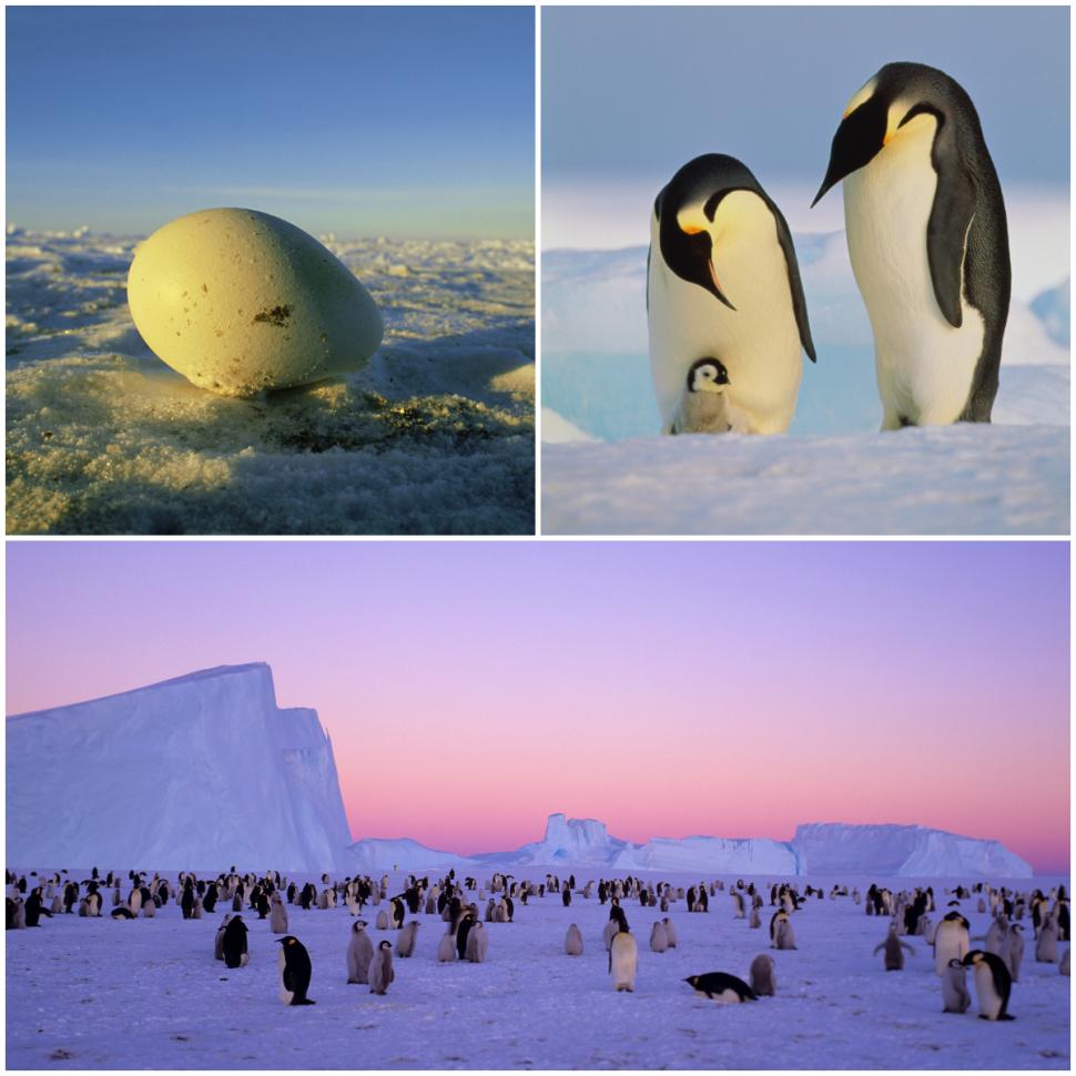 Pinguinii imperiali sunt în pericol de extincție. Populaţiile scad "mai repede decât se preconiza", arată un nou studiu 980529