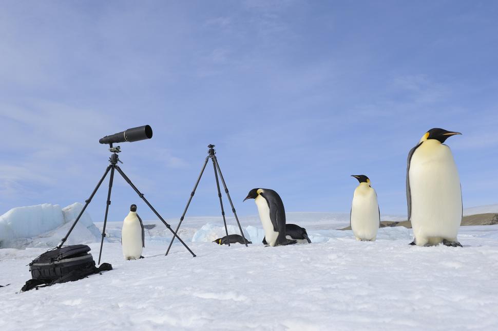 Pinguinii imperiali, în pericol de dispariție. Nu se mai pot reproduce din cauza scăderii nivelului calotei de gheaţă 980531