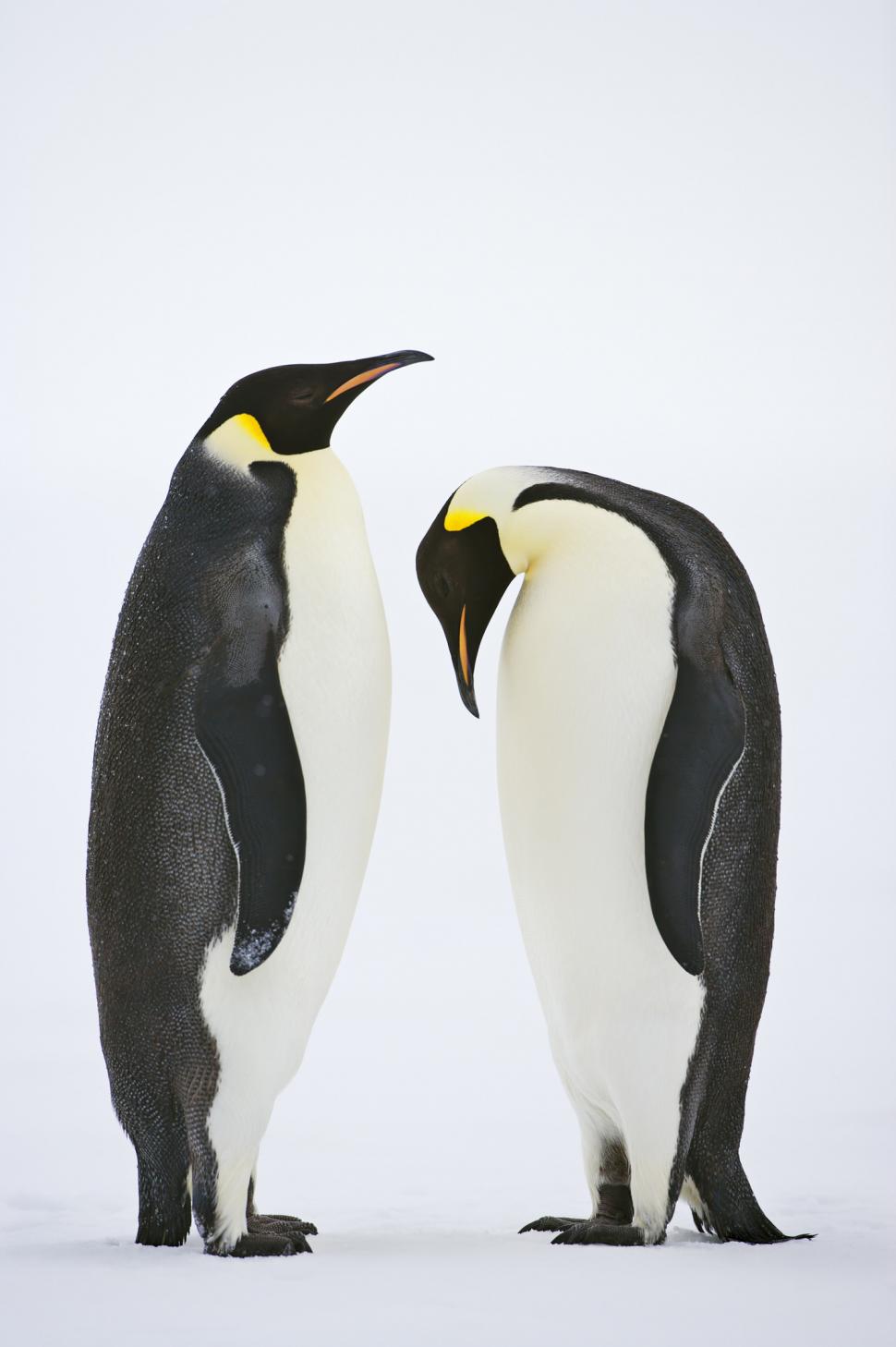 Pinguinii imperiali, în pericol de dispariție. Nu se mai pot reproduce din cauza scăderii nivelului calotei de gheaţă 980536