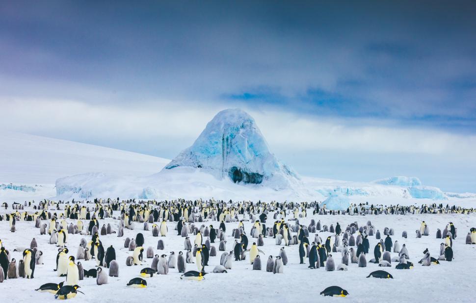 Pinguinii imperiali, în pericol de dispariție. Nu se mai pot reproduce din cauza scăderii nivelului calotei de gheaţă 980538