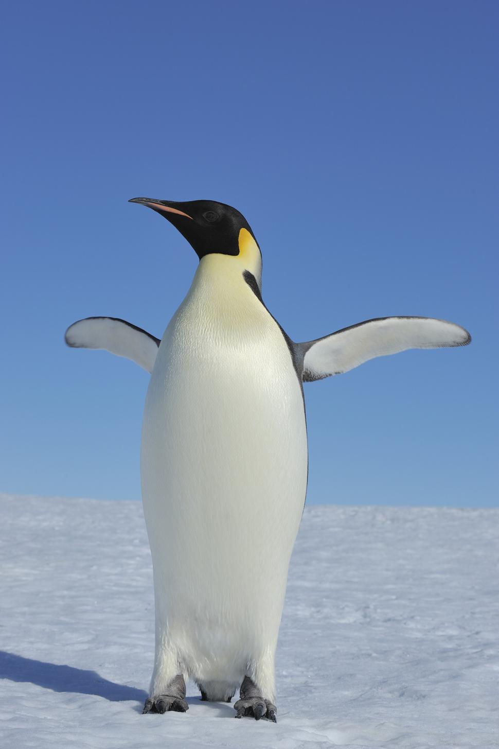 Pinguinii imperiali, în pericol de dispariție. Nu se mai pot reproduce din cauza scăderii nivelului calotei de gheaţă 980540