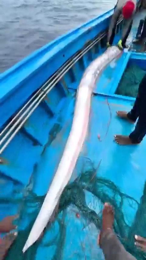 Mai mulți pescari au prins „peștele apocalipsei”, s-au fotografiat cu el și acum sunt îngroziți că un dezastru îi va lovi curând 981735