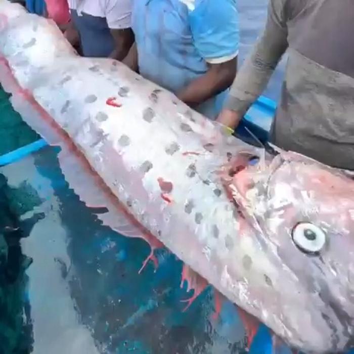 Mai mulți pescari au prins „peștele apocalipsei”, s-au fotografiat cu el și acum sunt îngroziți că un dezastru îi va lovi curând 981737