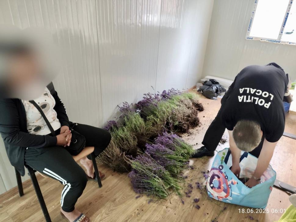 O femeie a fost prinsă de 2 ori într-o oră la furat de lavandă în Bucureşti: "În 20 de ani, nimeni nu m-a prins"  981712