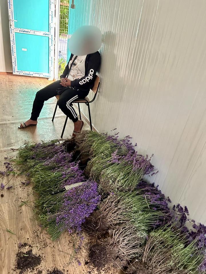 O femeie a fost prinsă de 2 ori într-o oră la furat de lavandă în Bucureşti: "În 20 de ani, nimeni nu m-a prins"  981717