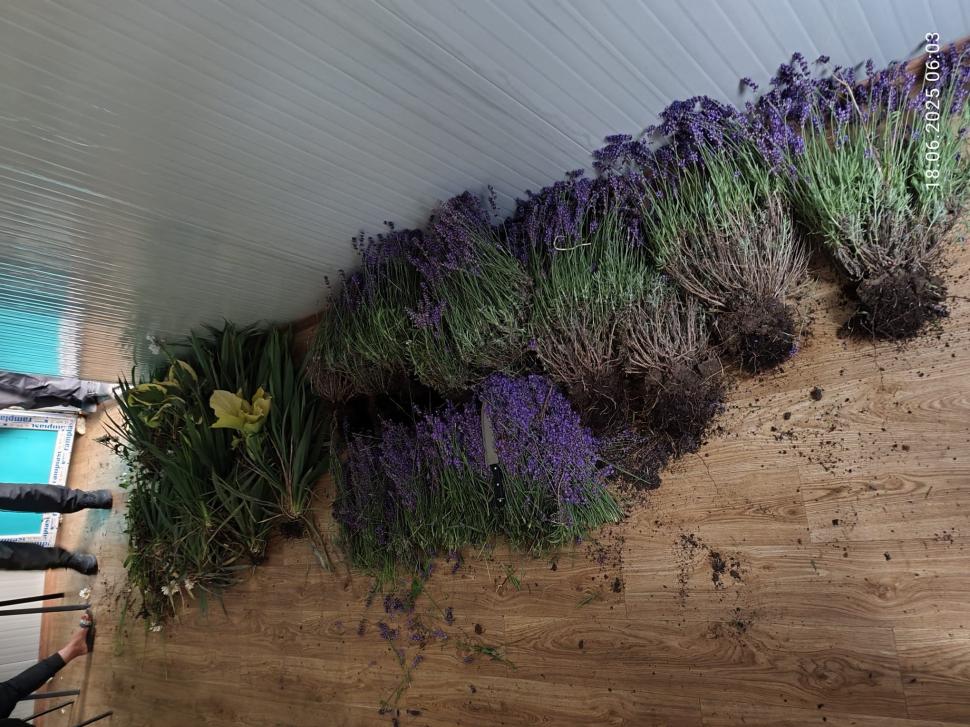 O femeie a fost prinsă de 2 ori într-o oră la furat de lavandă în Bucureşti: "În 20 de ani, nimeni nu m-a prins"  981721