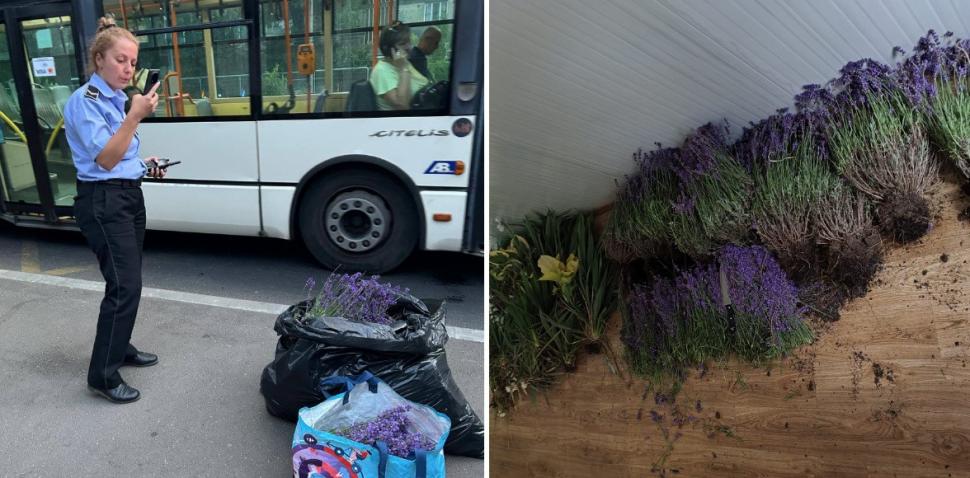 O femeie a fost prinsă de 2 ori într-o oră la furat de lavandă în Bucureşti: "În 20 de ani, nimeni nu m-a prins"  981722