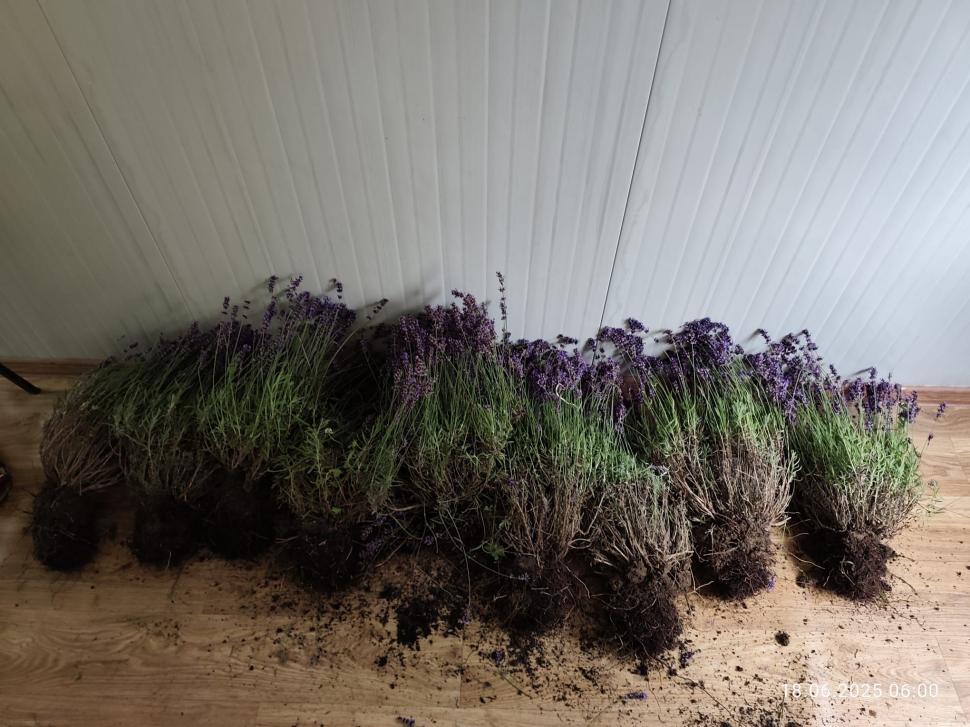 O femeie a fost prinsă de 2 ori într-o oră la furat de lavandă în Bucureşti: "În 20 de ani, nimeni nu m-a prins"  981724