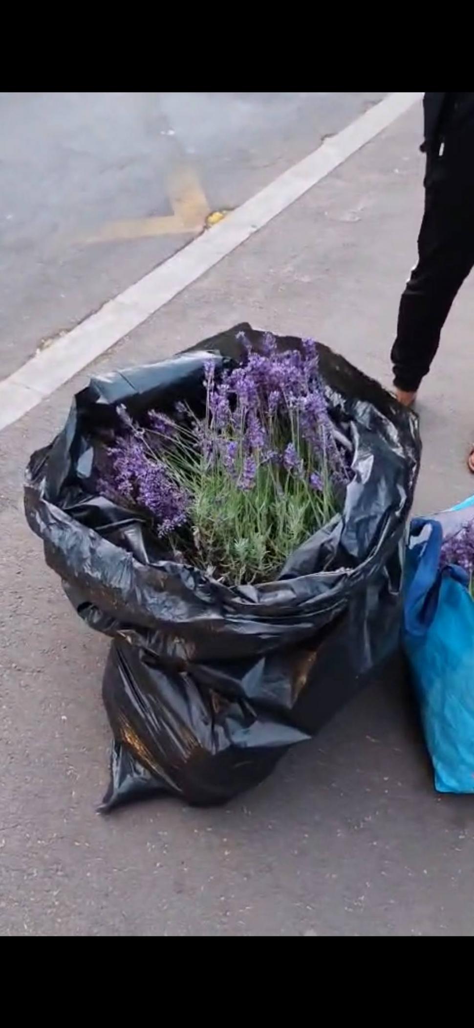 O femeie a fost prinsă de 2 ori într-o oră la furat de lavandă în Bucureşti: "În 20 de ani, nimeni nu m-a prins"  981725