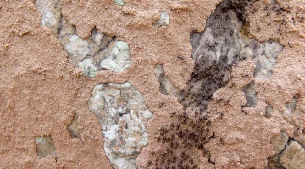 3 minerale necunoscute până acum au fost găsite în sud-vestul Statelor Unite 983072