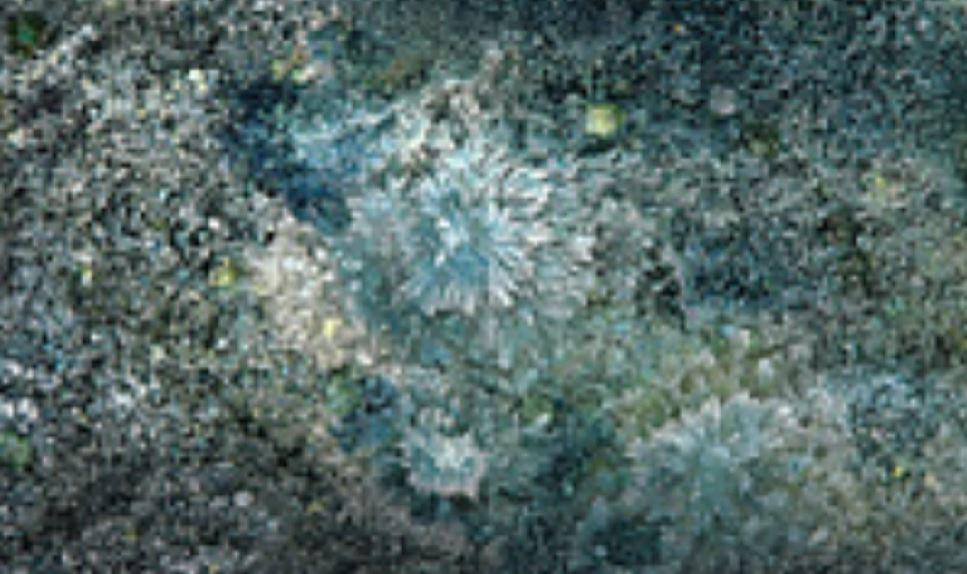 3 minerale necunoscute până acum au fost găsite în sud-vestul Statelor Unite 983084