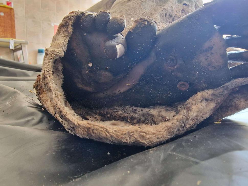 Cum a ajuns Poliția Română să ducă la INML o păpușă de plastic ca să îi facă autopsia 983344