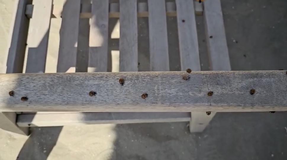 Invazie de gărgărițe în stațiunile de pe litoral. Turiștii din Mamaia sunt deranjați de buburuze, și pe plaje și la cazare 983807