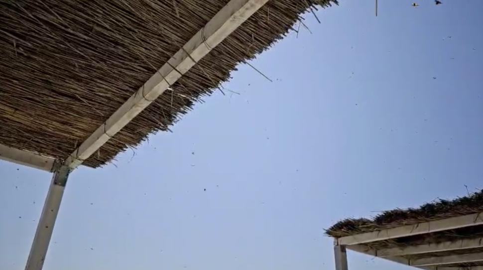 Invazie de gărgărițe în stațiunile de pe litoral. Turiștii din Mamaia sunt deranjați de buburuze, și pe plaje și la cazare 983808