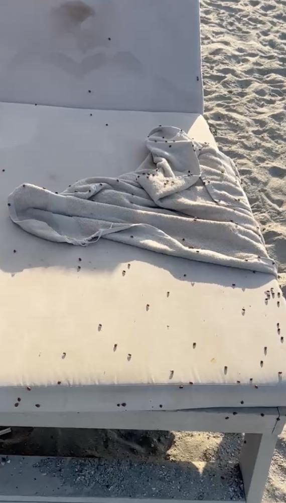 Invazie de gărgărițe în stațiunile de pe litoral. Turiștii din Mamaia sunt deranjați de buburuze, și pe plaje și la cazare 983810